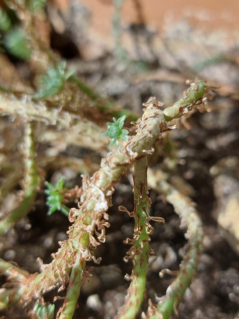 Sedum 8