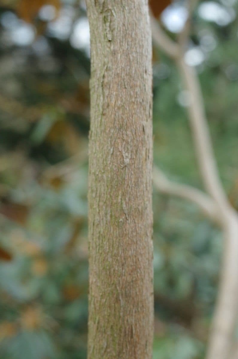 Rododendro 16
