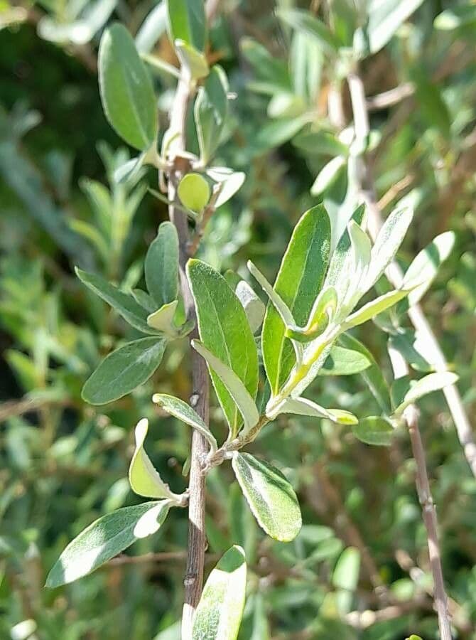 Hyaloseris 6