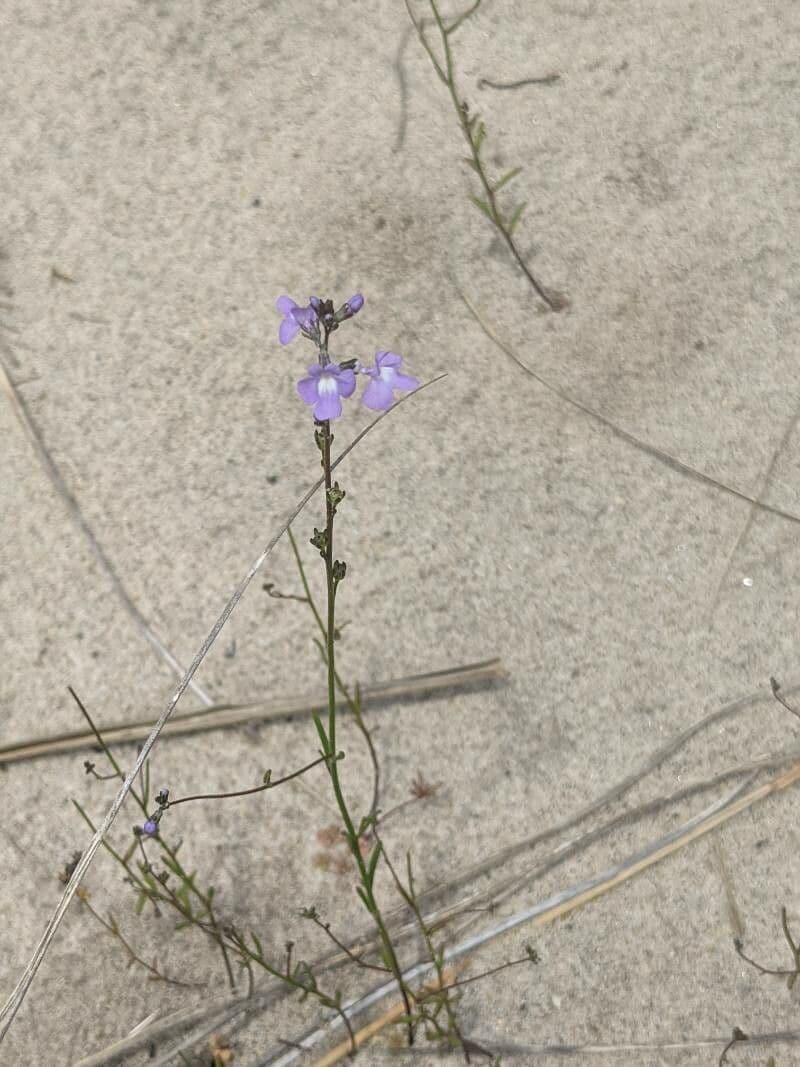 Nuttallanthus floridanus 6