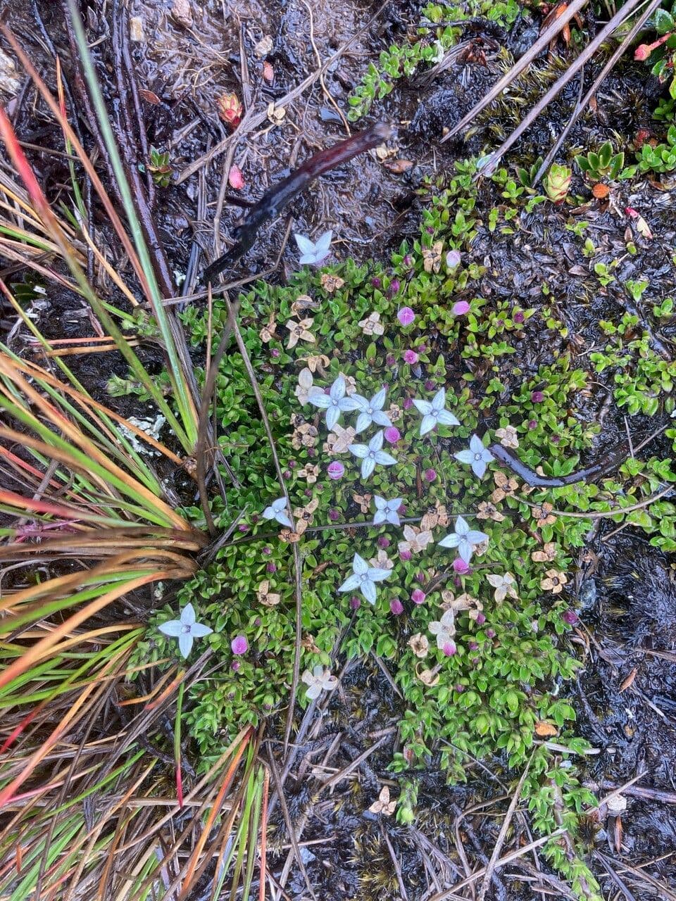 Arcytophyllum muticum 6