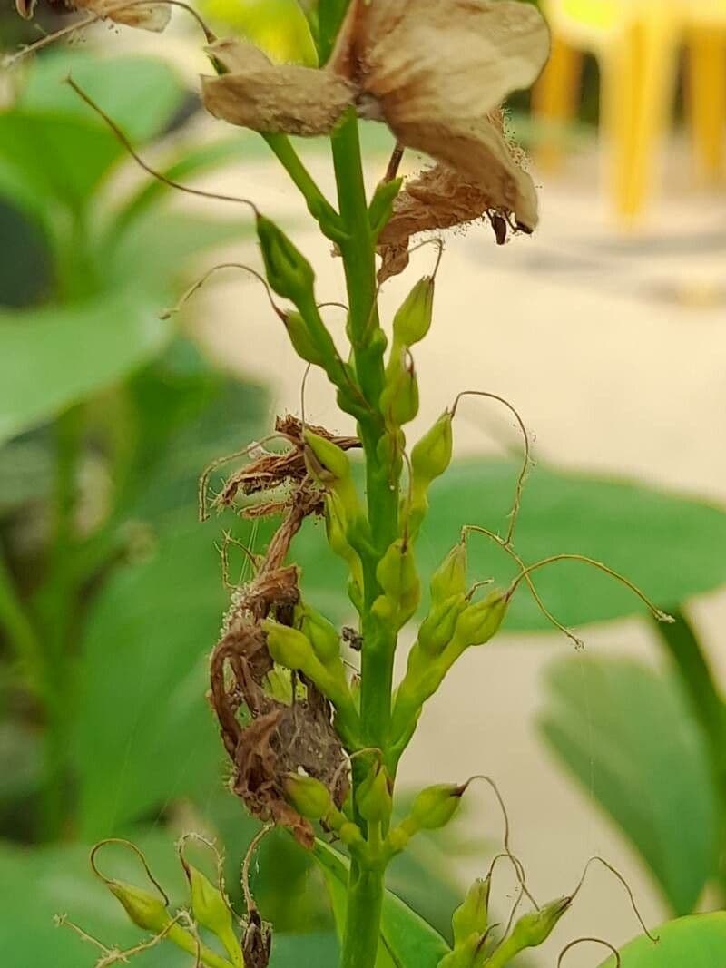 Pseuderanthemum