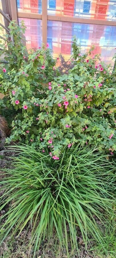 Anisodontea 7