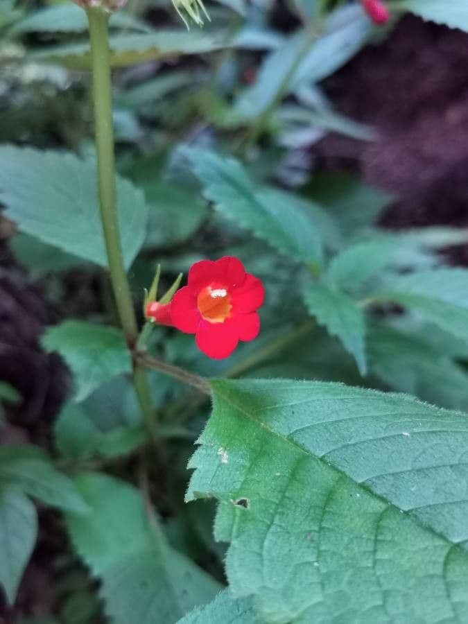 Achimenes 2