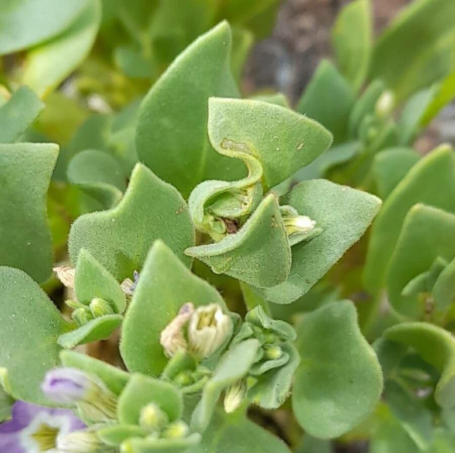 Sclerophylax 9