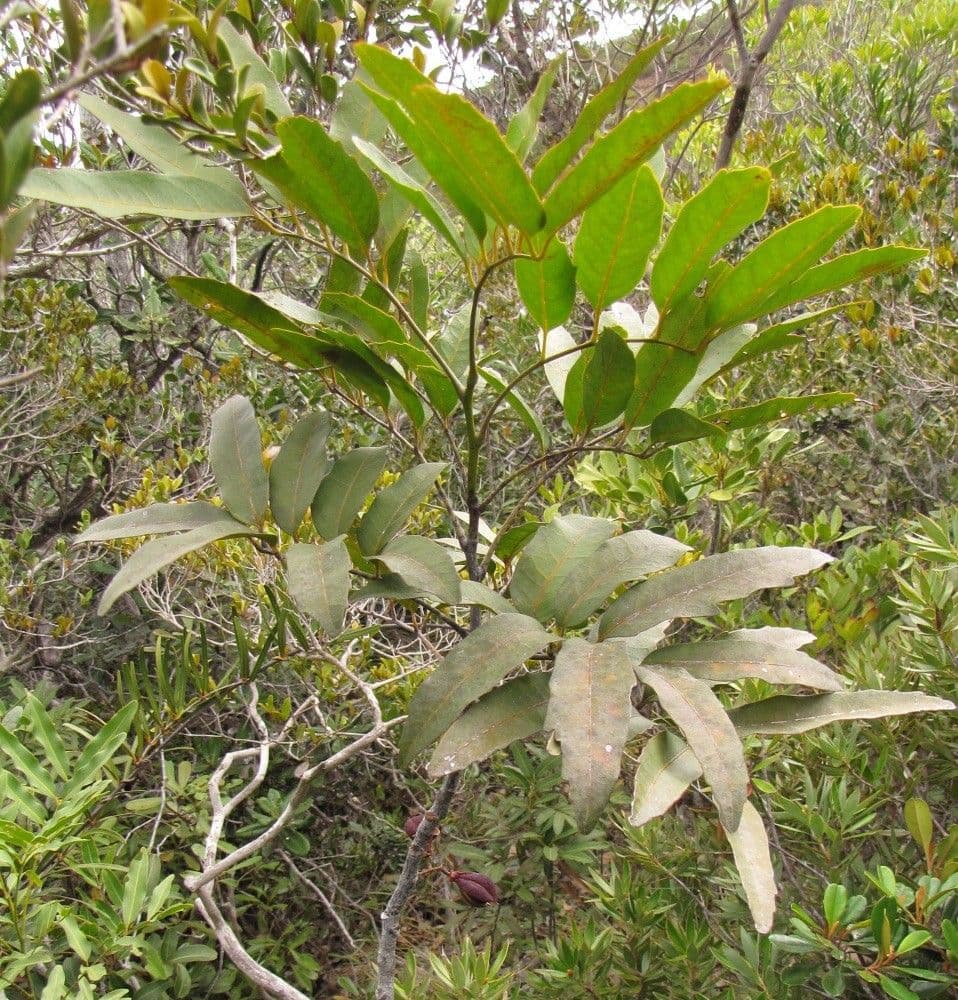 Lepidocupania 5