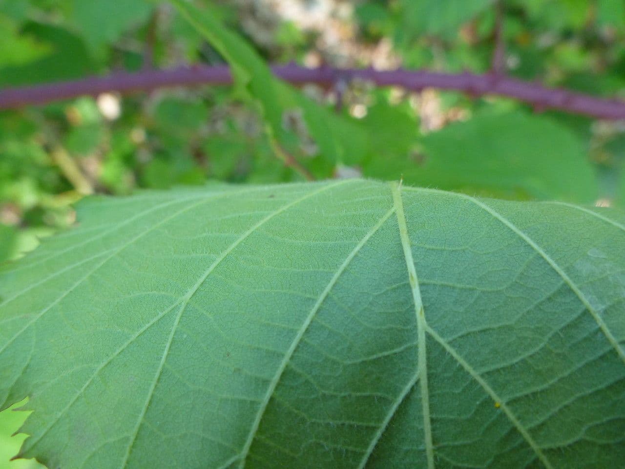 Rovo 3