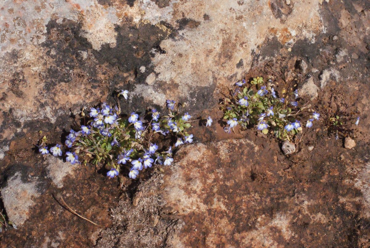 Solenopsis 7