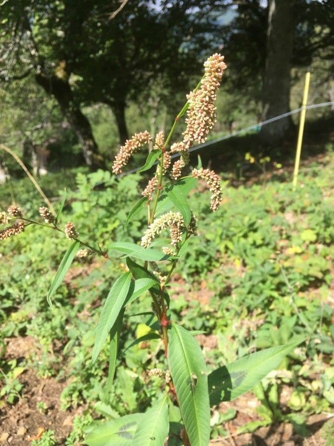 Poligono persicaria 2