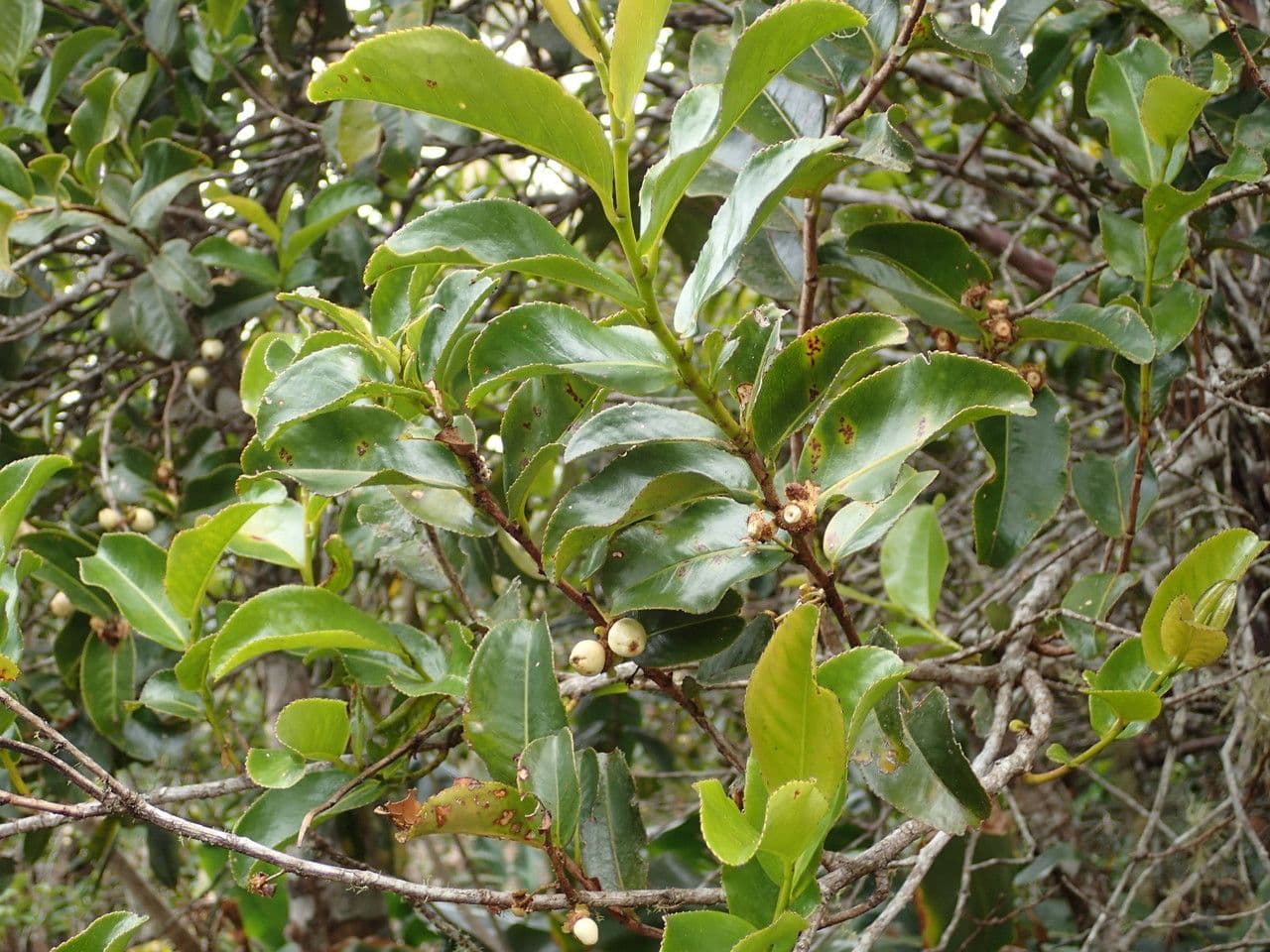Aphloia theiformis 29