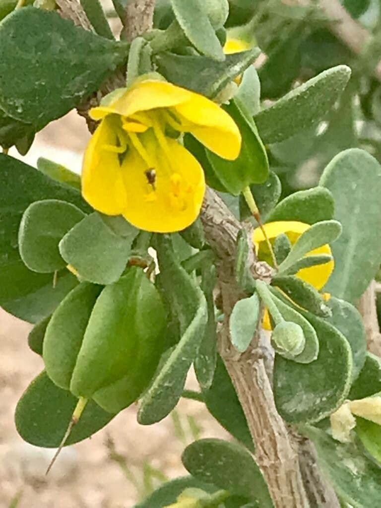 Zygophyllum 4