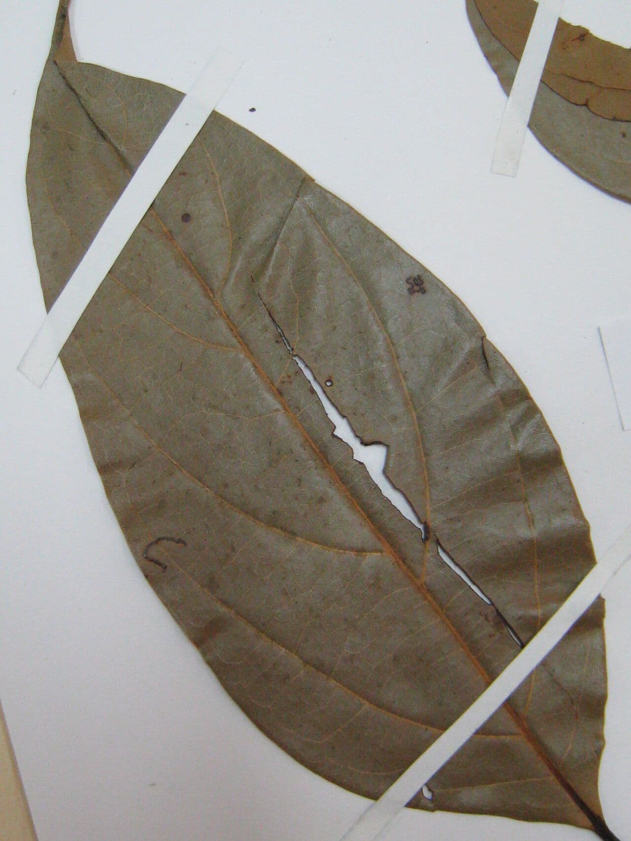Ocotea 7
