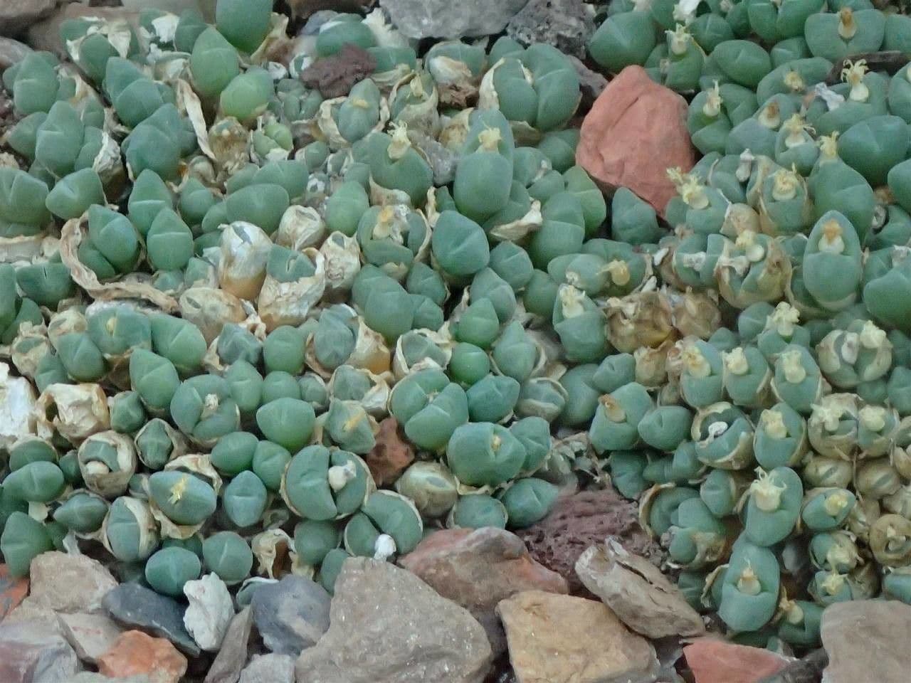 Conophytum
