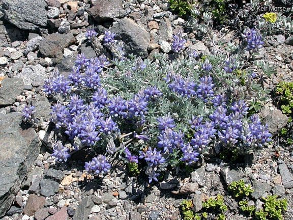Donner See Lupine 7