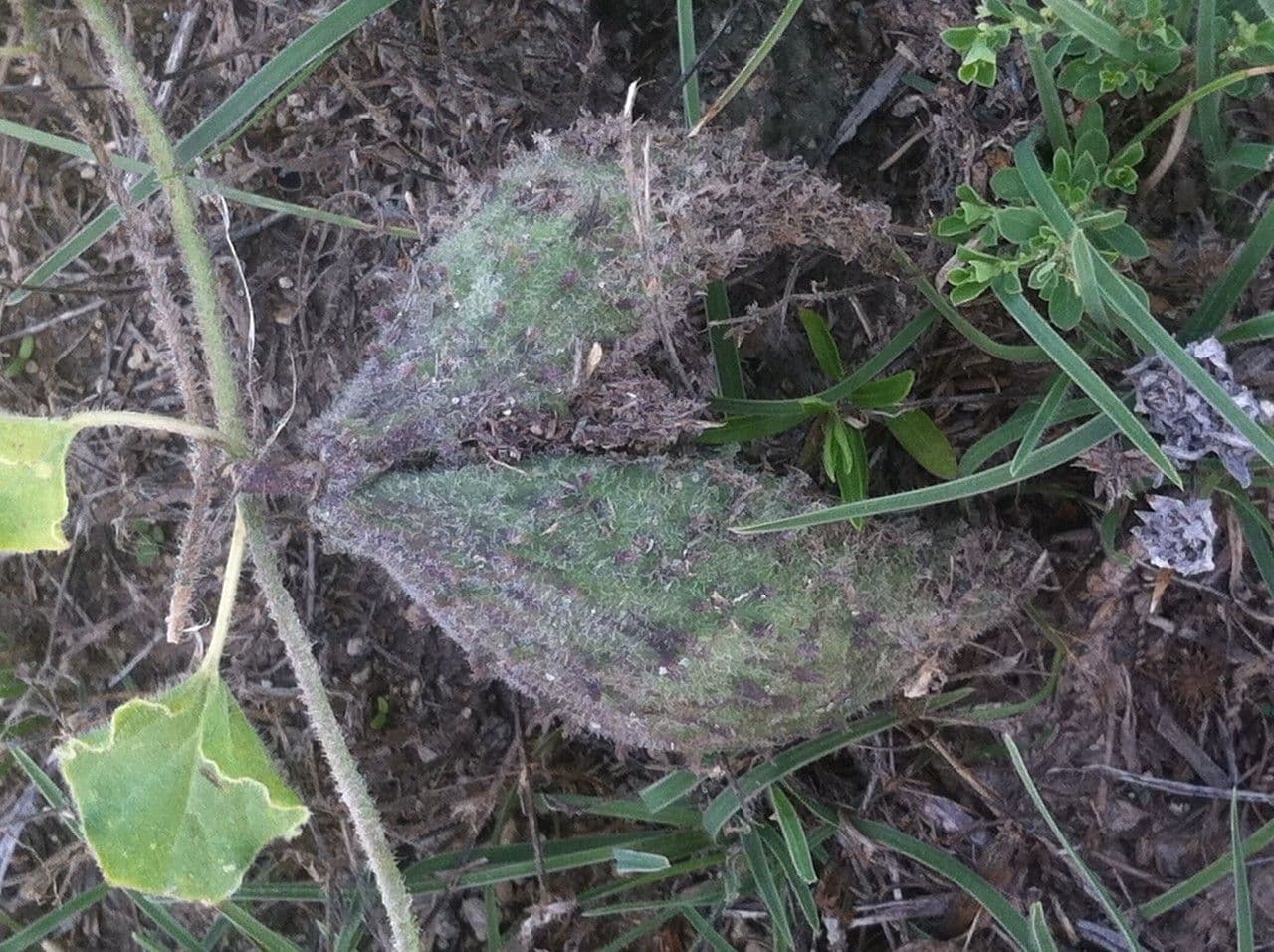 Matelea biflora 4