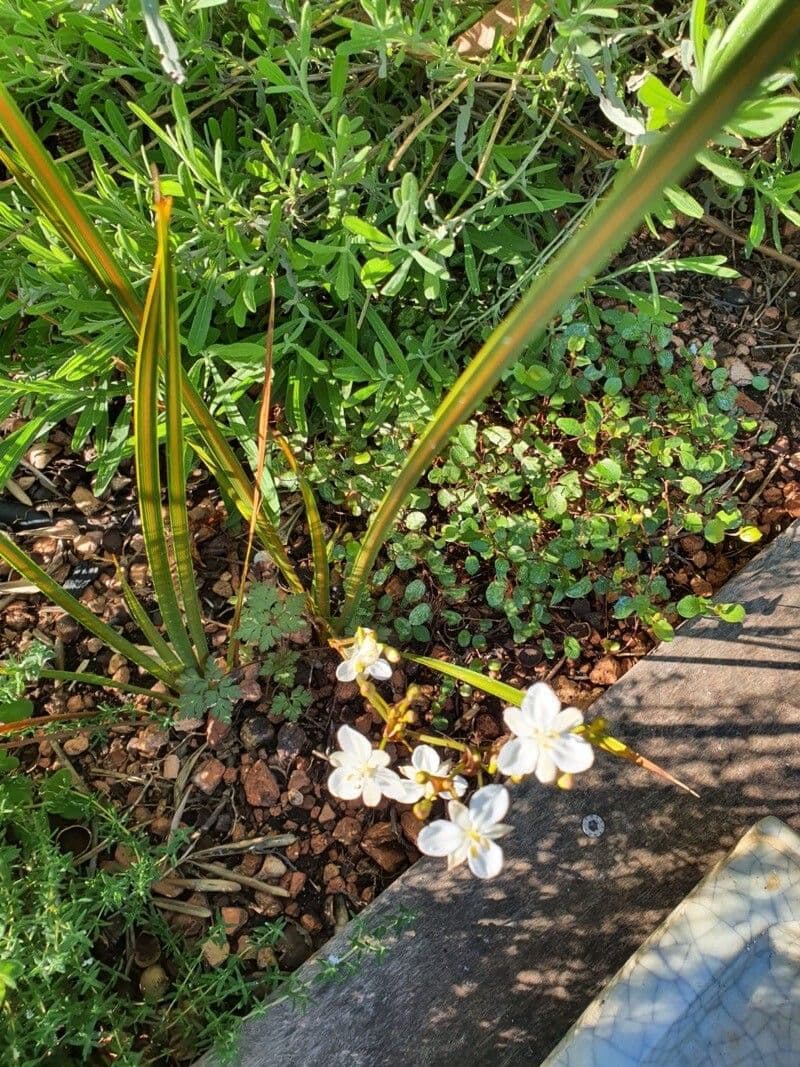 Libertia paniculata