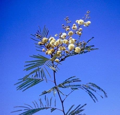 Senegalia berlandieri 8