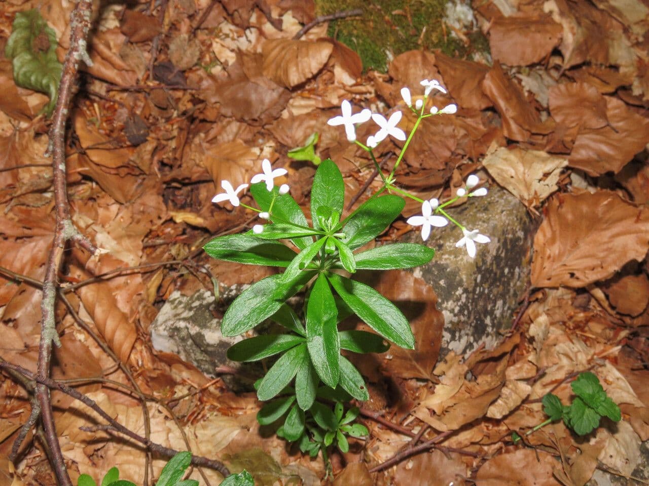 Stellina odorosa 14