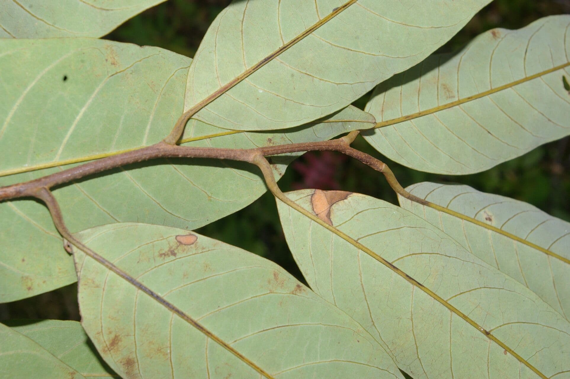 Annona papilionella 11