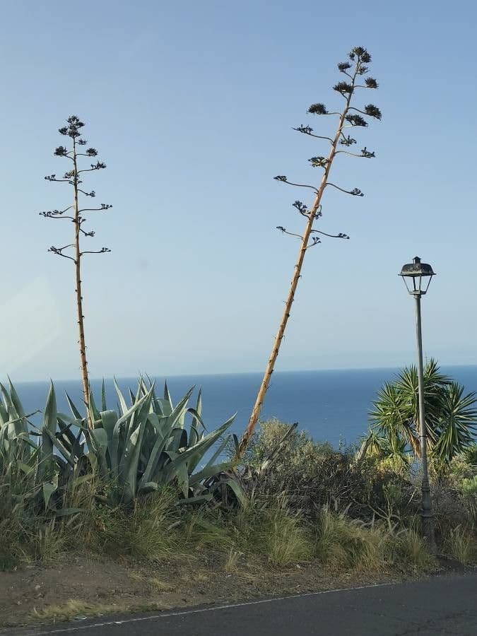 Sisal 10