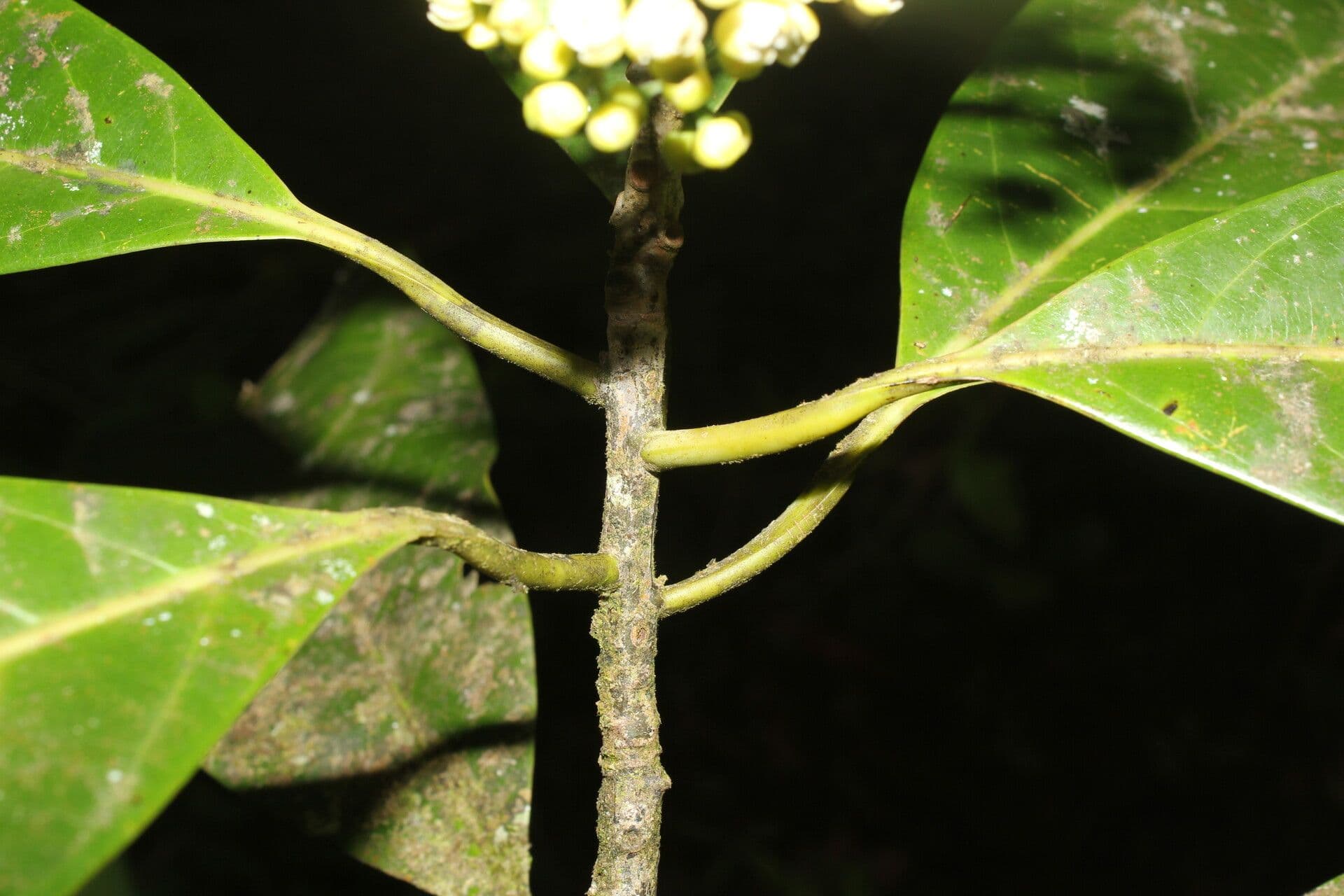 Mespilodaphne macrophylla 17