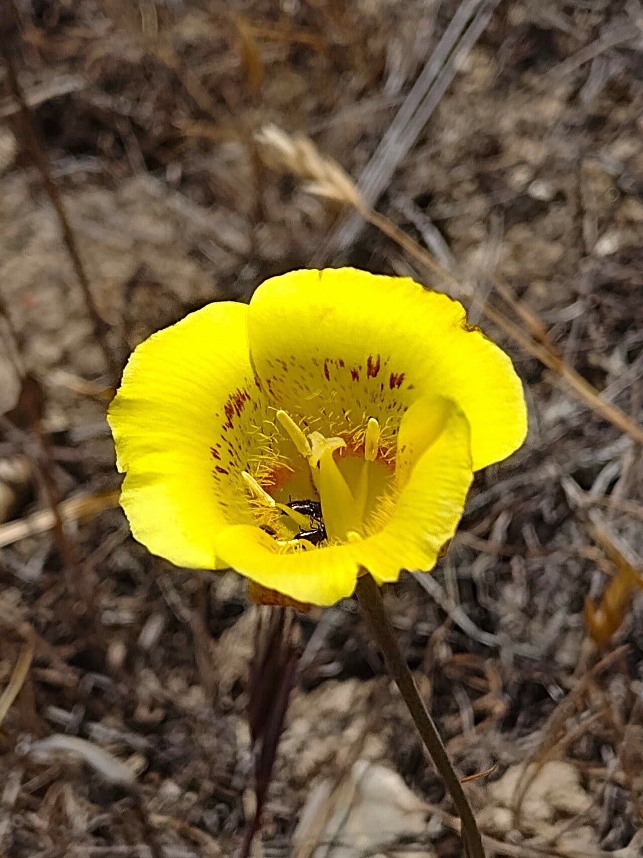 Calochortus luteus 9
