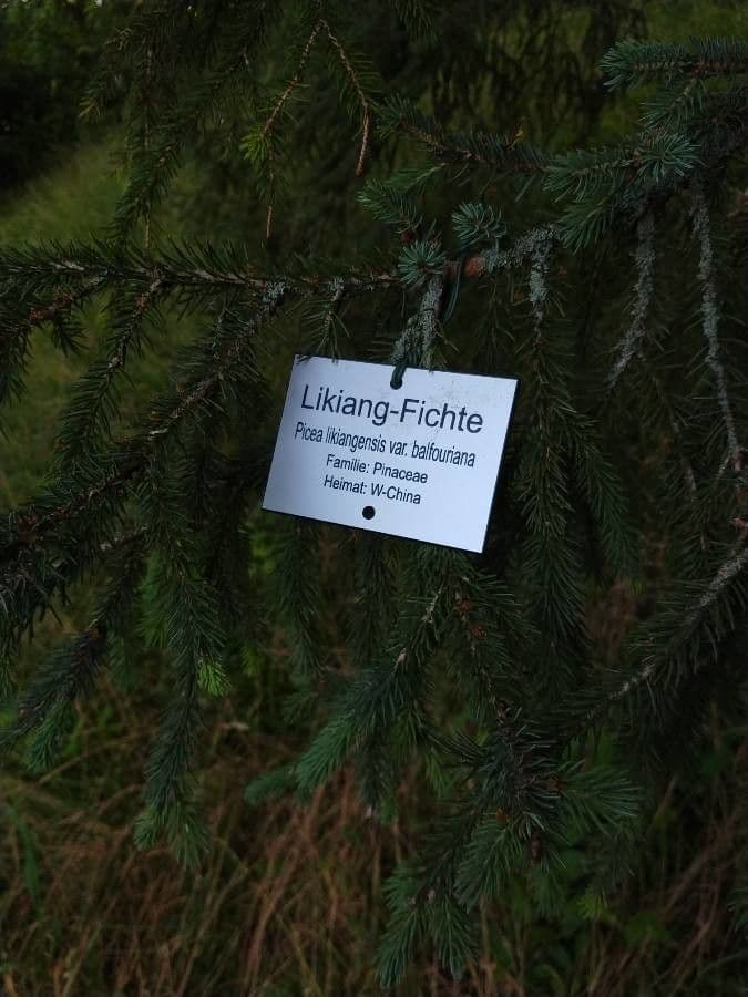 Abete del Lijiang 12