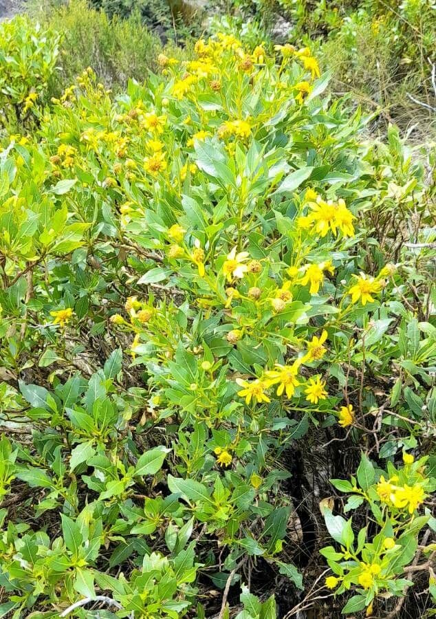 Flourensia thurifera 4
