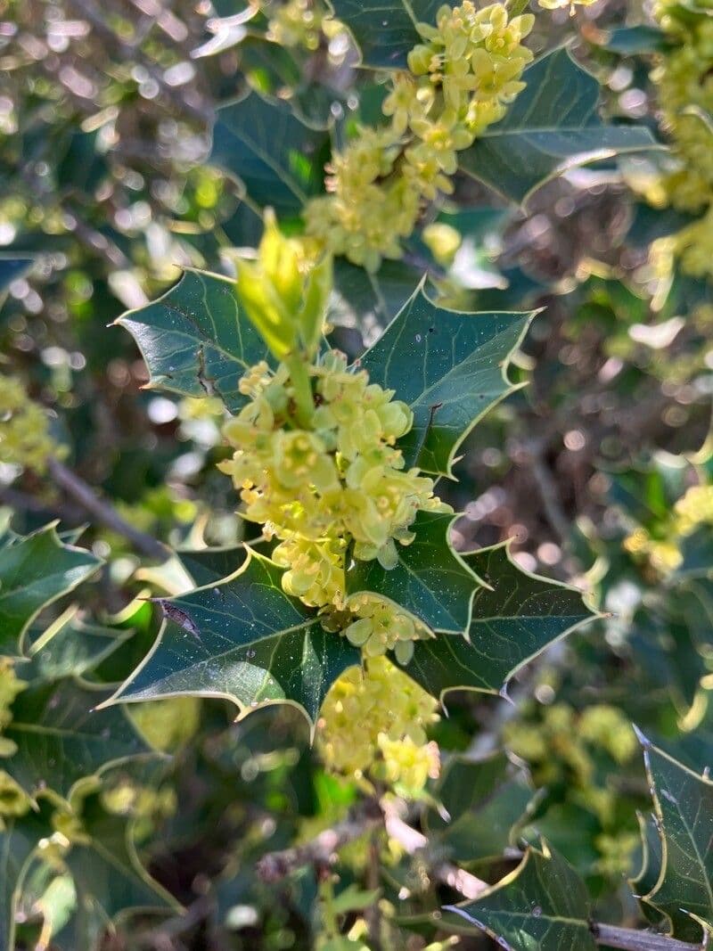 Maytenus 7