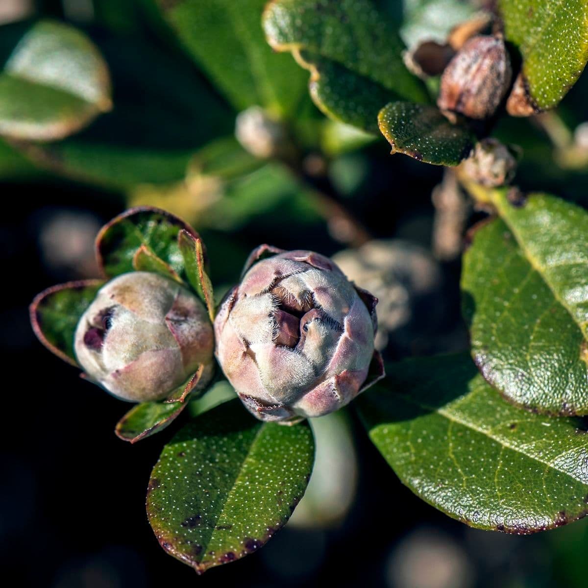 Rododendro 9