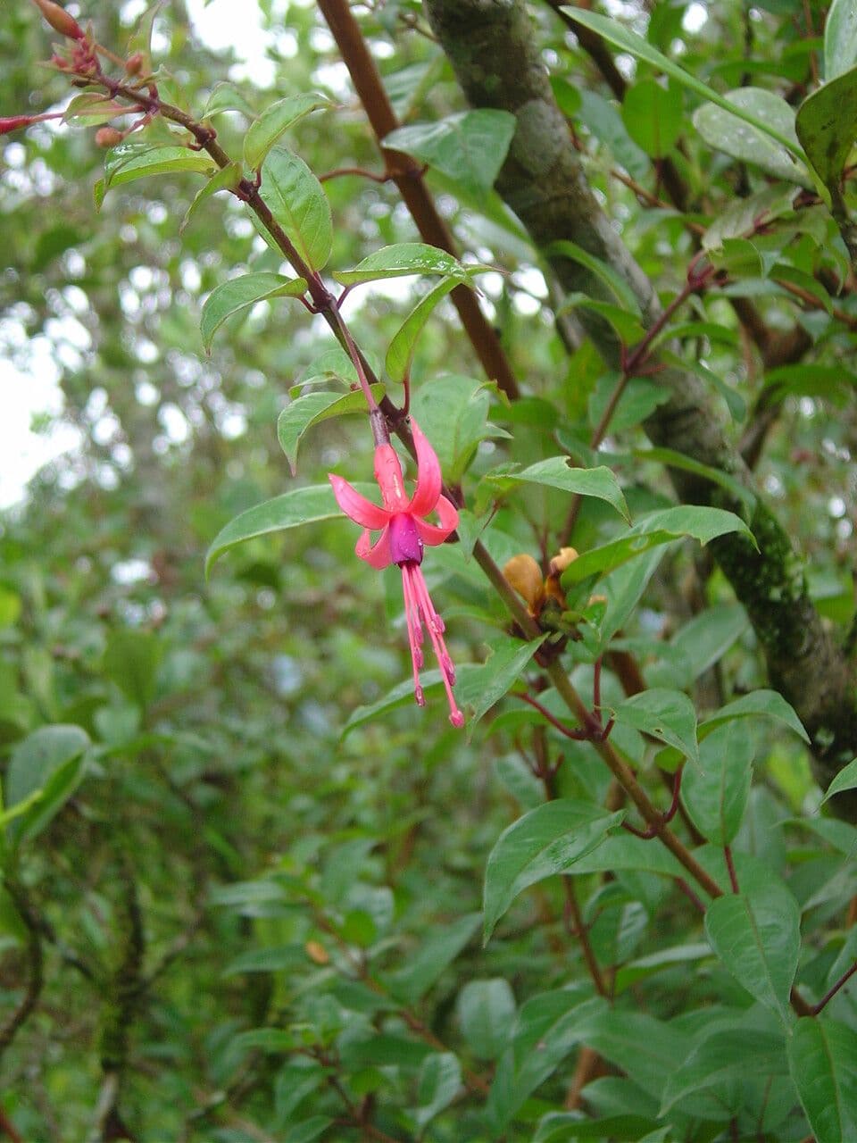 Fuchsia royal 2