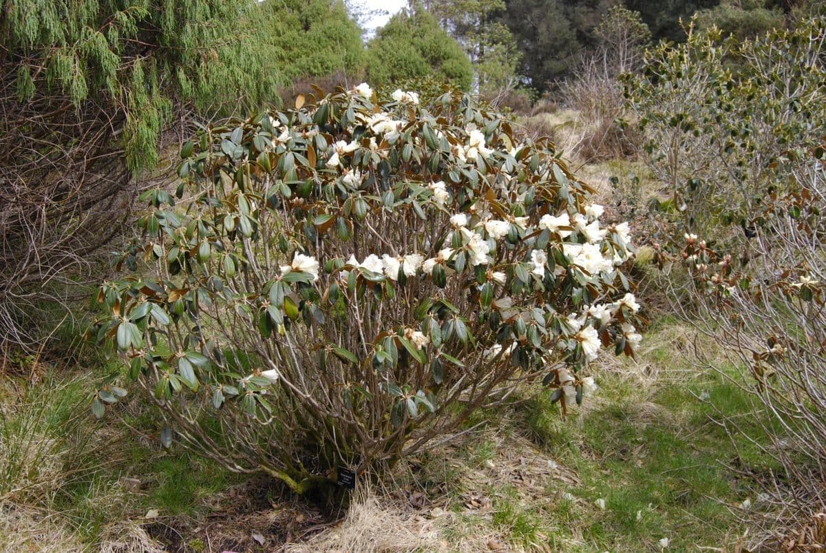 Rododendro 6