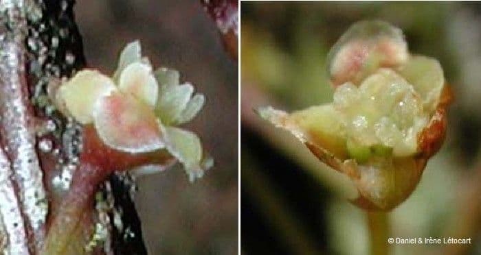 Amborella 6