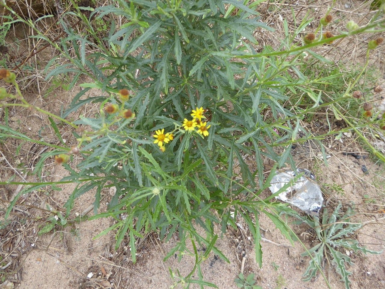 Senecio pterophorus 13