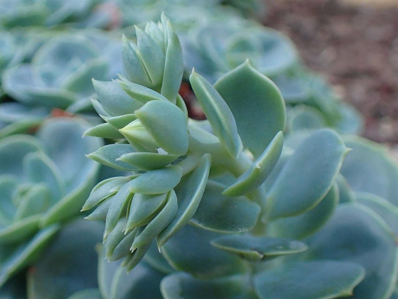 Echeveria secunda 12