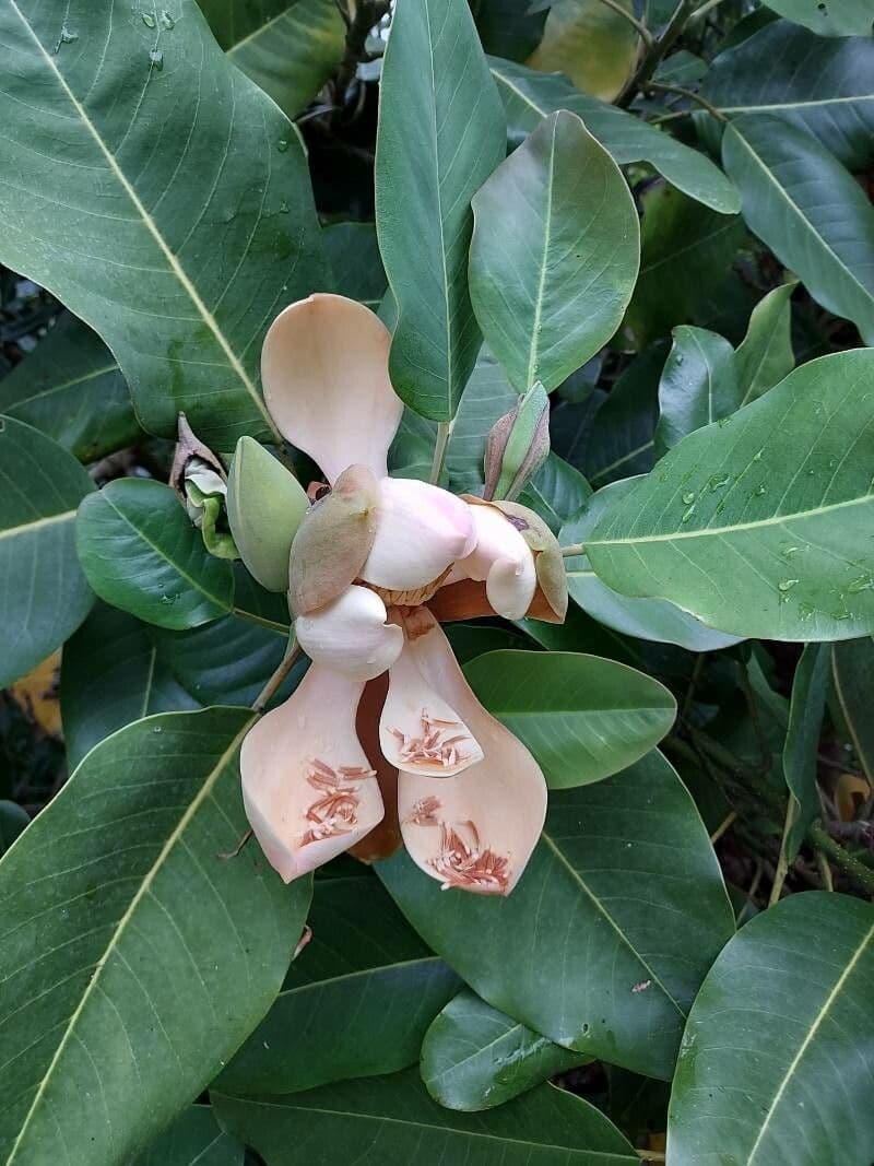 Magnolia 7