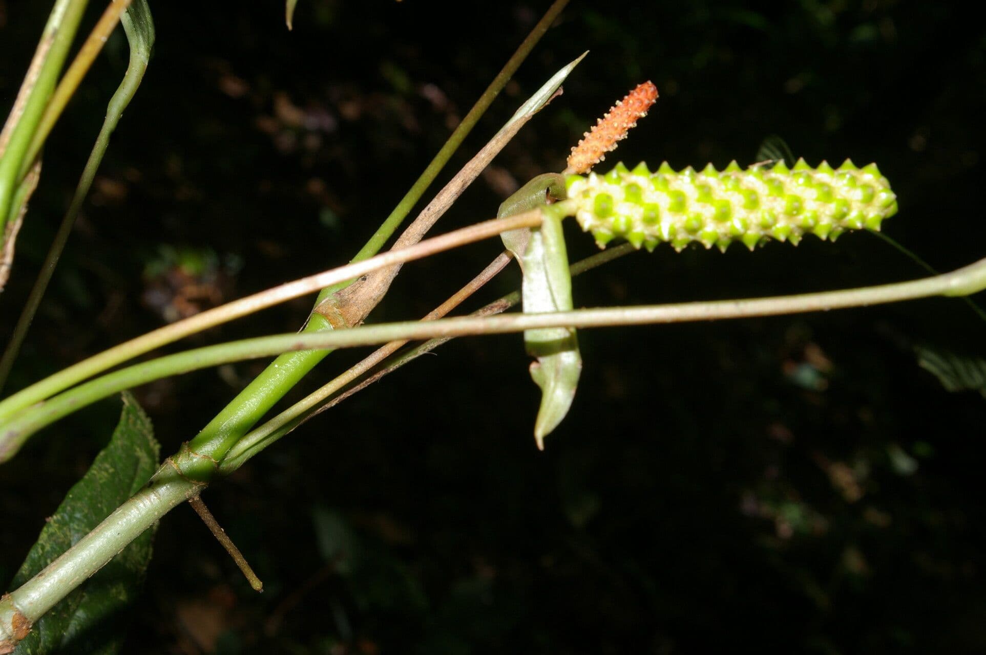 Anthurium a spata piccola 5