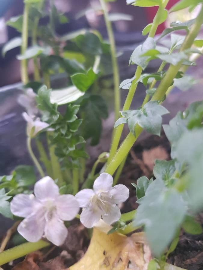 Phacelia bipinnatifida 15