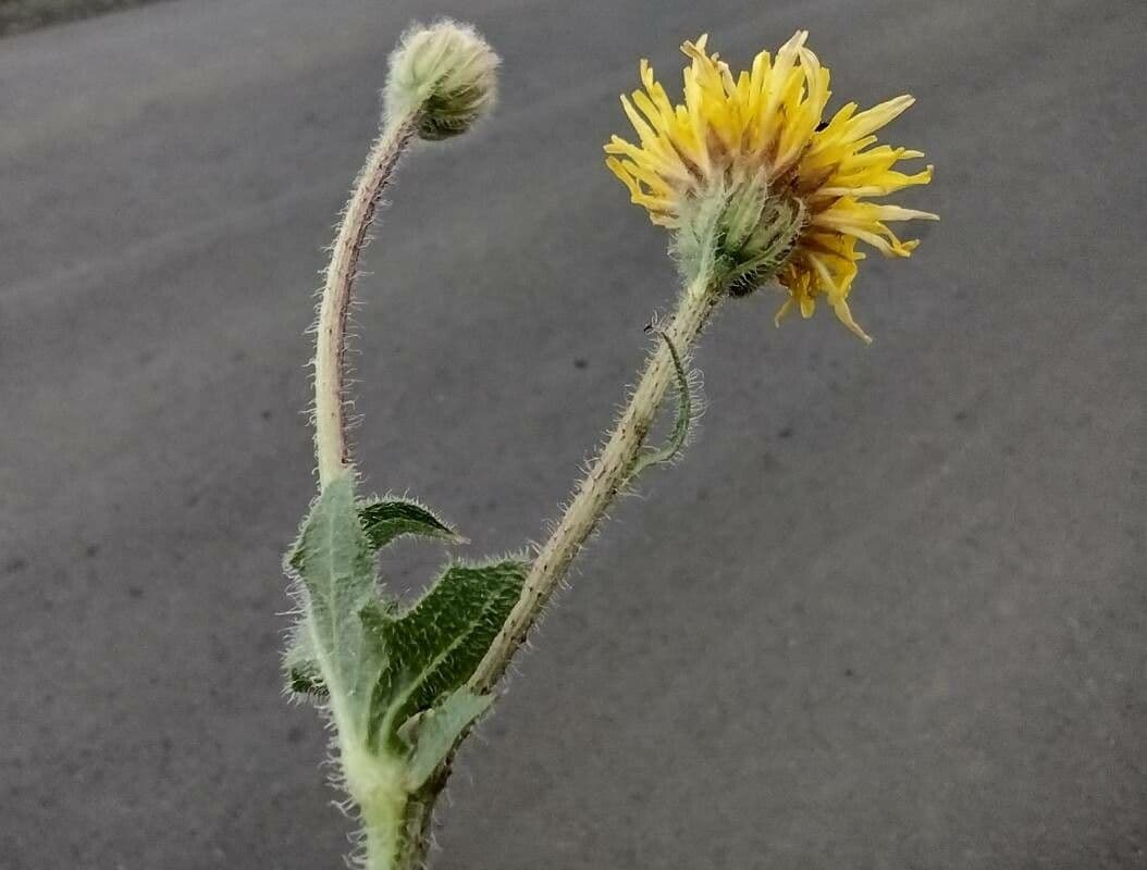 Radicchiella setolosa 25