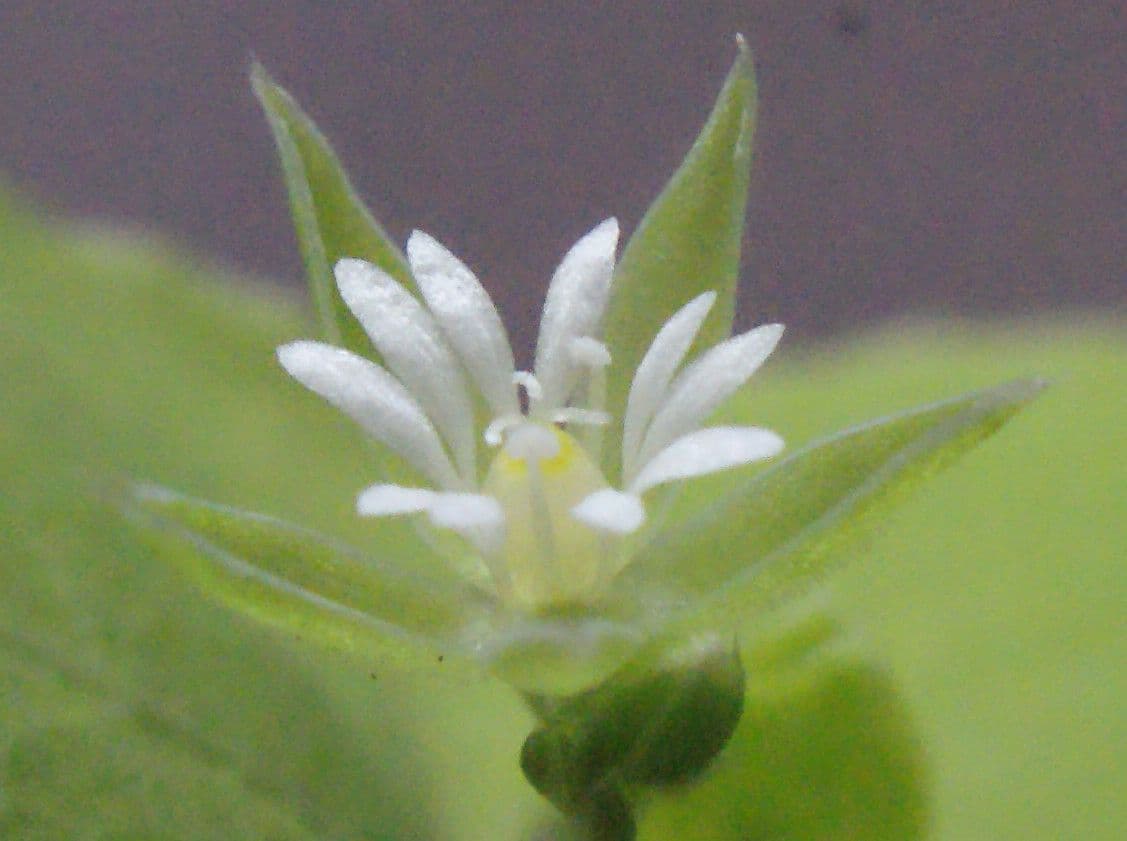 Drymaria cordata 3