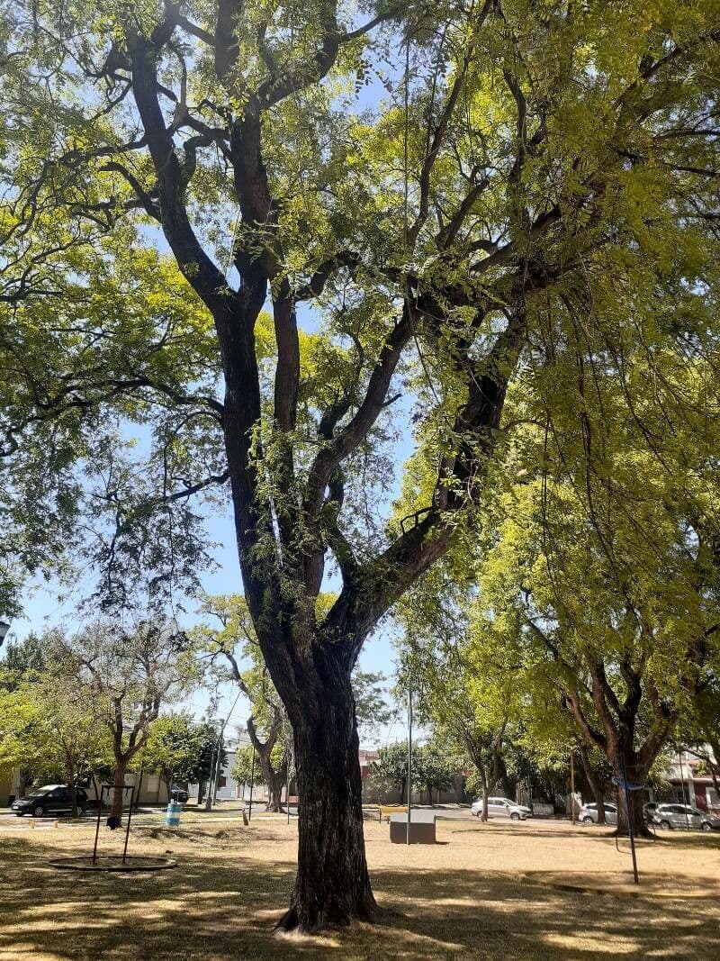 Tipu-Baum 13