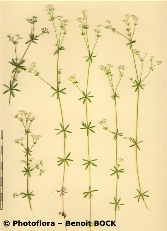 Caglio delle paludi 22