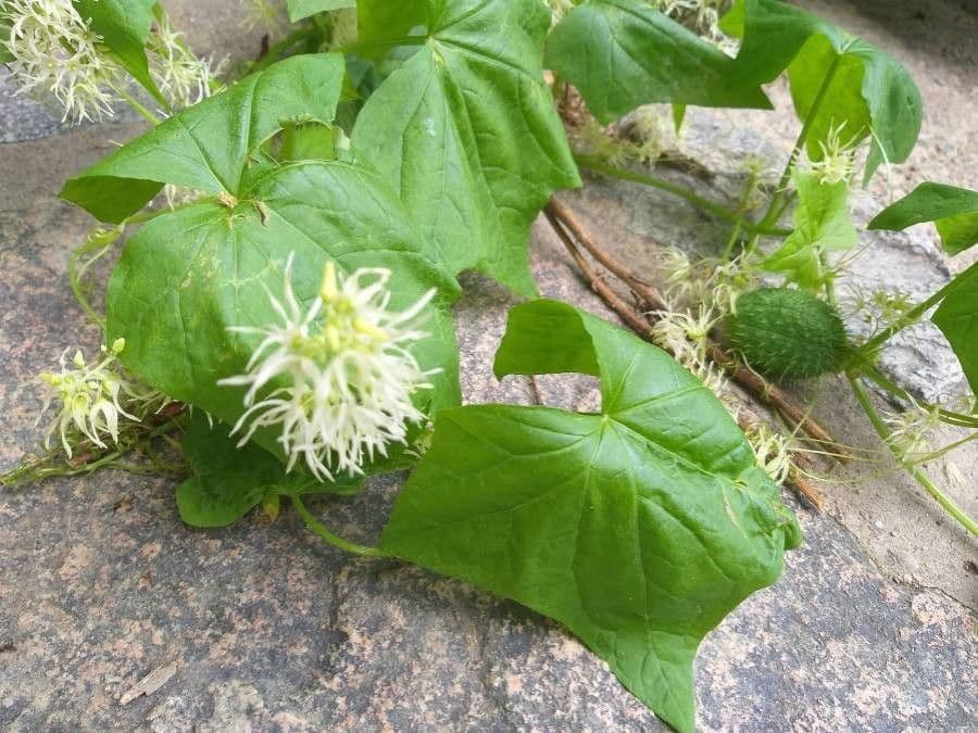 Zucca spinosa 23