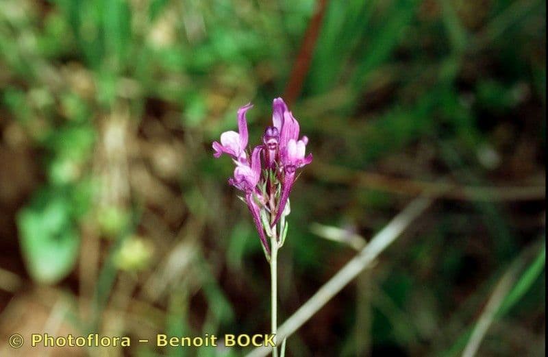 Lenec pelisseriana 20