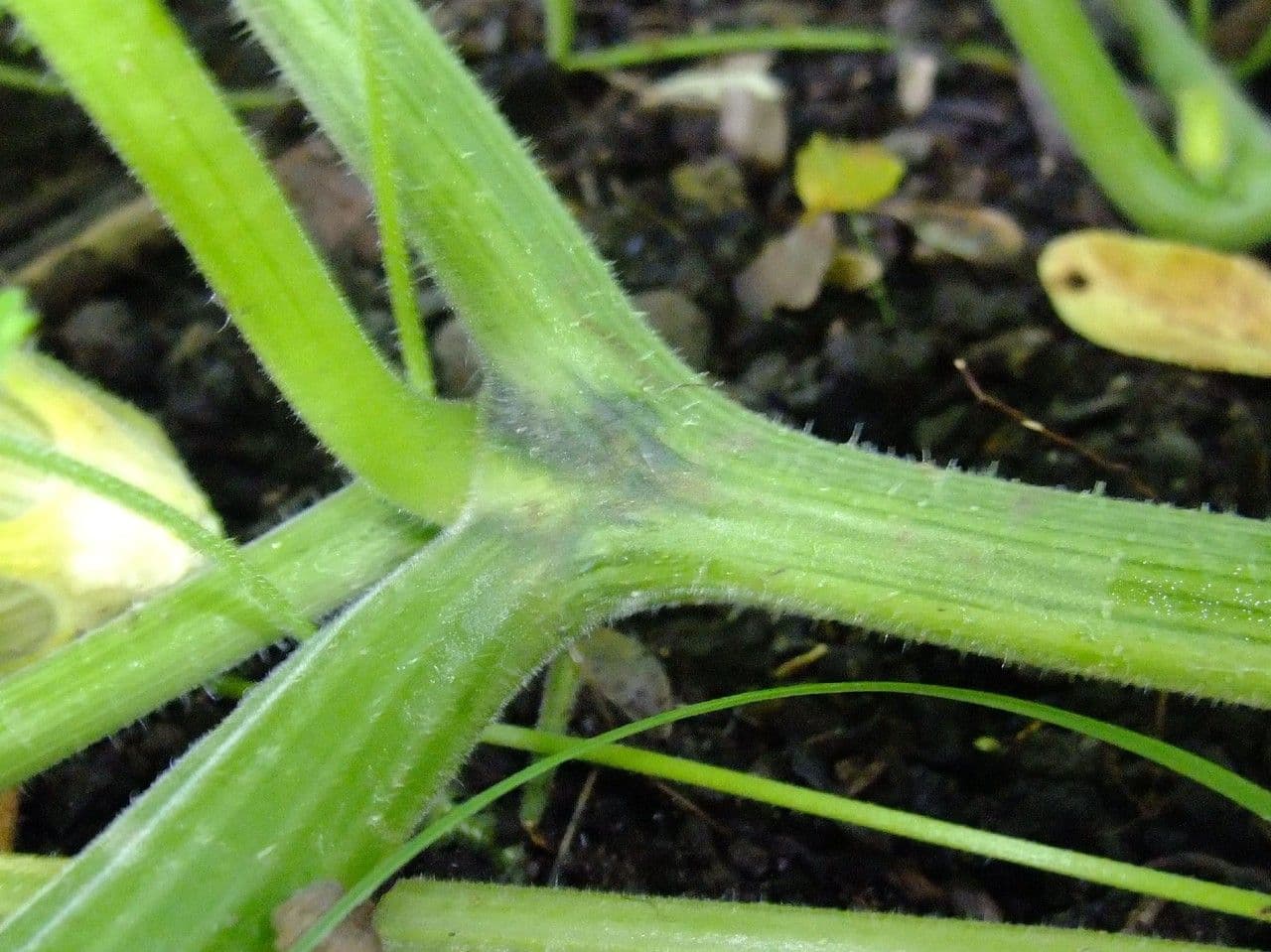 Zucca moscata 23