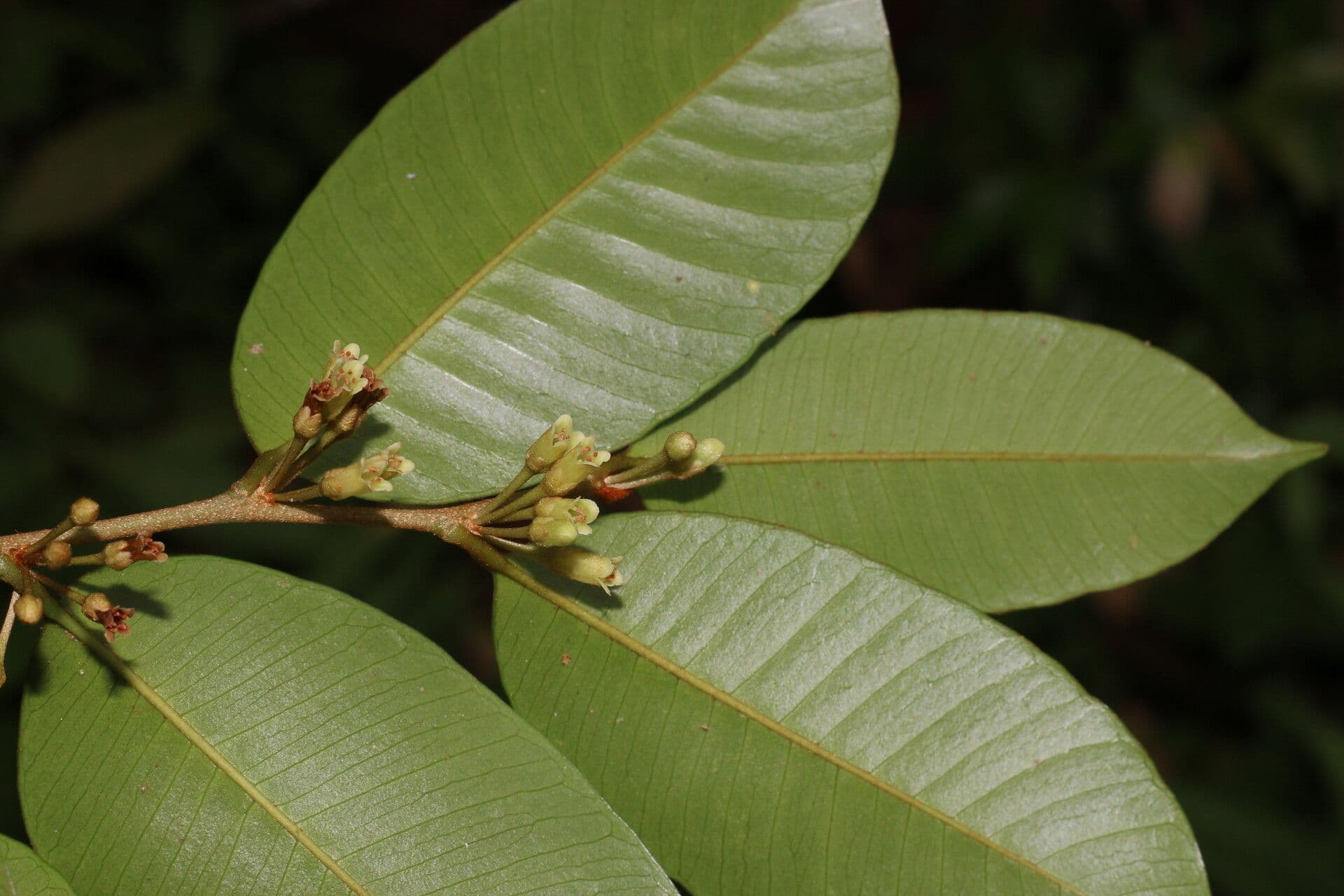 Chrysophyllum 6