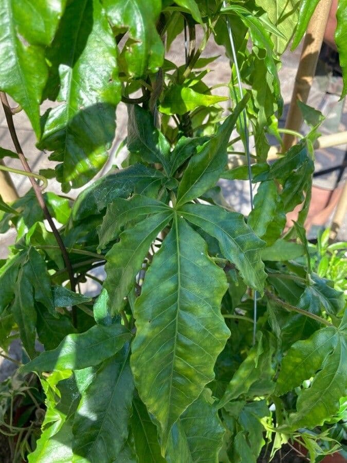Ipomoea horsfalliae 10