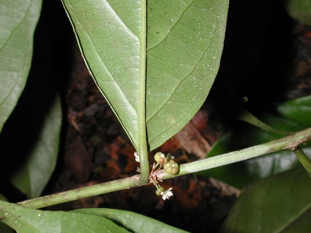 Casearia 27