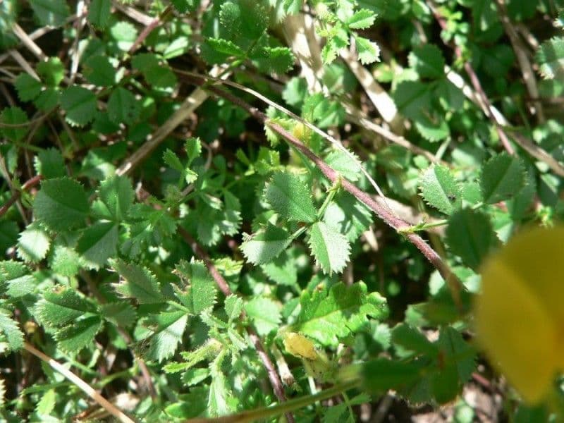 Ononis striata 14