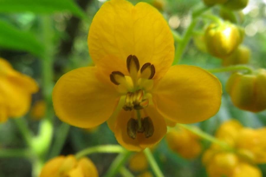 Senna